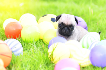 Cute puppy brown Pug with colorful ball in green lawn
