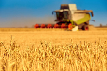 combine harvester gathers the harvest (wheat) in the field