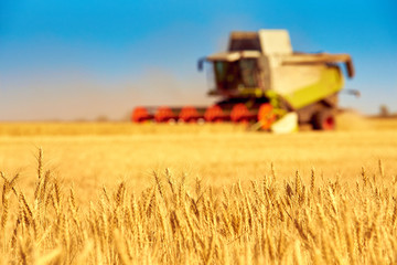 Fototapeta na wymiar combine harvester gathers the harvest (wheat) in the field