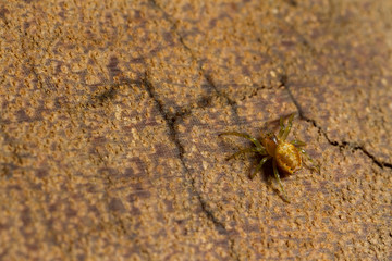 Araniella species spder