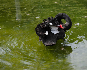 Fototapeta premium Czarny łabędź