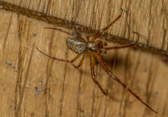 Metellina sp - Lesser Garden spider
