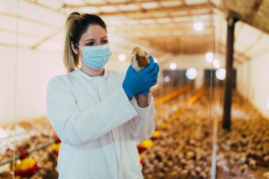 Veterinarian examining a chicken in chicken farm.