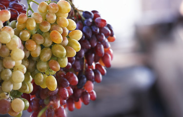 Fresh ripe juicy grapes hanging against blurred background. Space for text