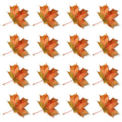 Naklejka na ściany i meble autumn leaves of maple on white background