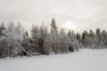 birch forest in deep scandinavian winter frost