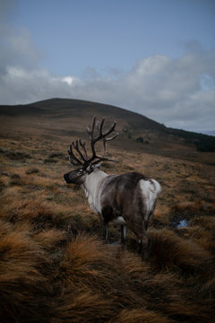 Reindeer standing on grassy landscape