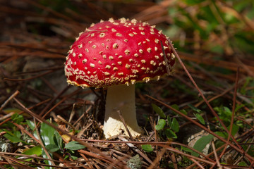 Fly agaric (Amanita muscaria)..Red mushroom  on the forest floor coniferous