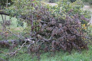 Vertrockneter Apfel mit trockenen Blättern, an einem abgebrochenen Apfelbaum Ast 