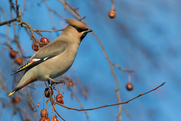 Bohemian waxwing (Bombycilla garrulus) on the branch