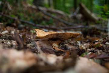 Obraz premium Waldpilz