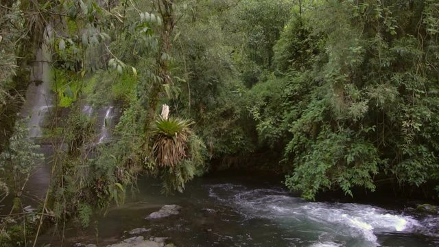 Pristine waterfalls in cloudforest running into the Rio Pita in a steep gorge near Cotopaxi Volcano in the Ecuadorian Andes. A bromeliad (Tillandsia complanata) in foreground.