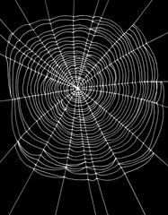 Naklejka premium Simple White Spider Web Vector Illustration. Black Background. Lovely Halloween Layout.