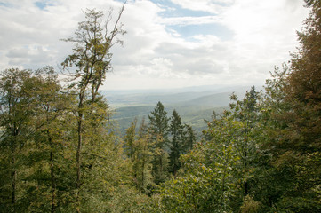 Vosges forest in Alsace
