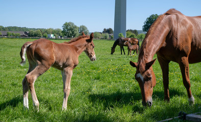 Eine Stute mit ihrem Fohlen 