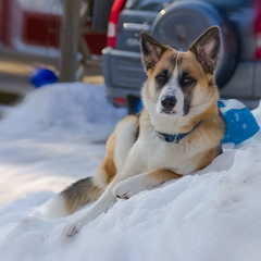 Hund geniesst den Schnee