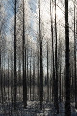 Fototapeta na wymiar birch forest in deep scandinavian winter frost