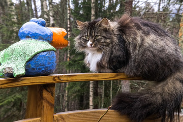 neugierige Waldkatze