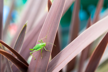 Grasshopper on a plant outside in natural daylight