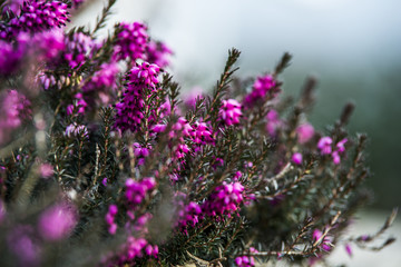 purple flowers on a background