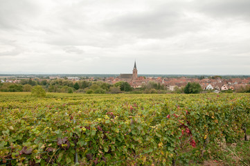 Fototapeta na wymiar Vineyards in Alsace