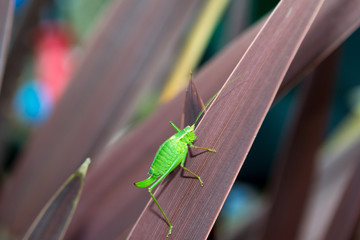 Grasshopper on a plant outside in natural daylight
