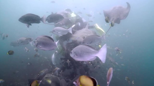 Sharks and Sting Rays feeding Frenzy with Diver in the middle, Chiba, Japan