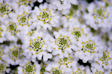 white flowers in garden