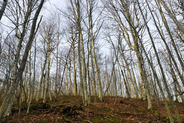 Obraz premium Fall forest at dawn