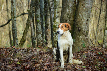 Hunting dog in forest