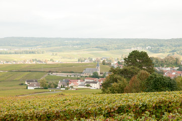 Fototapeta na wymiar Champagne vineyards