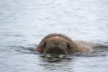 Fototapeta premium Walrus in the Water