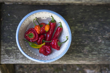 Bunte Chilis in der Schale