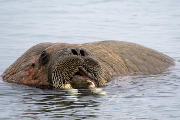 Fototapeta premium Walrus in the Water