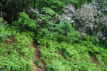 Tennessee Wildflower Forest Background. Hiking trail through lush green forest with Mountain Laurel in bloom.