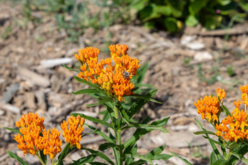 bee on butterfly weed