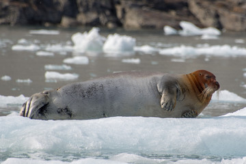 bearded seal on the iceberg