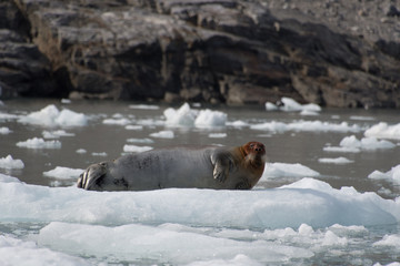 Bearded Seal on the Iceberg