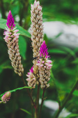 flowers in garden