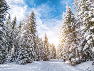 Winter pine forest in sunny day