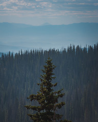 Mountain Pines