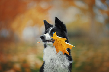 Portrait of cute border collie dog with blue and brown eyes holding autumn yellow leaf in her mouth
