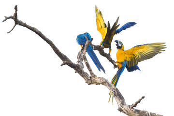 Blue and yellow macaws