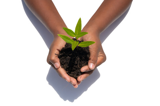 World kindness day concept : Human hands holding big tree isolated on white background