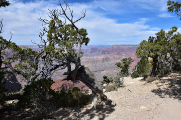 Grand Canyon Landscape