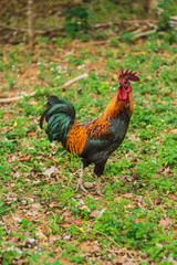 Cock on grass
