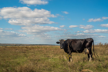 cow in the meadow. clouds