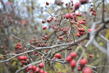 red berries on a tree