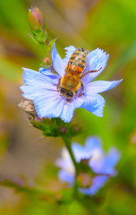Biene und Blume