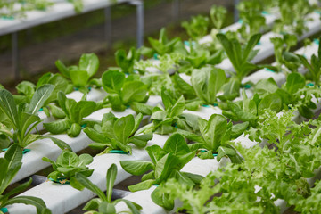 hydroponic vegetable farm system
